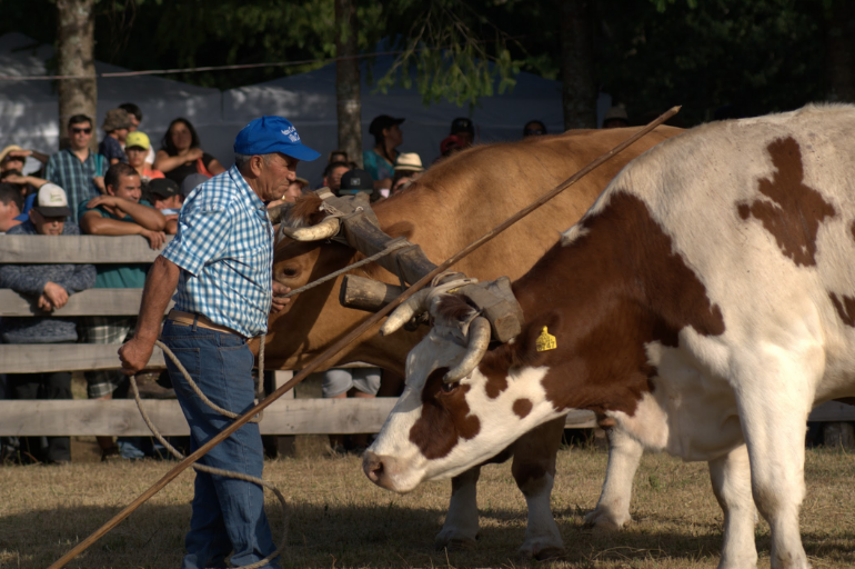 Hombre de Loncoche arriando bueyes